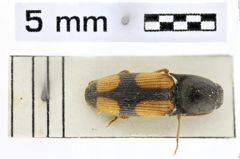 Foto (Dorsalansicht) von Morostoma testaceipenne (NHMW-ZOO-COL-0010149)